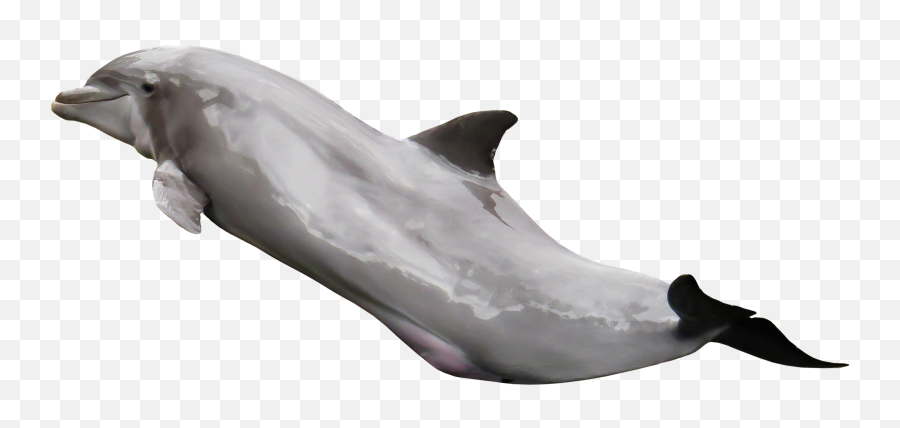 Download Dolphin Png Image For Free - Dolphin On Transparent,Dolphin Transparent Background