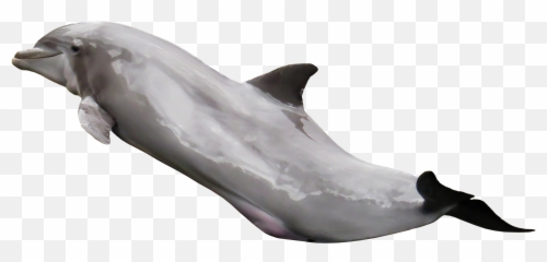 Download Dolphin Png Image For Free - On Transparent