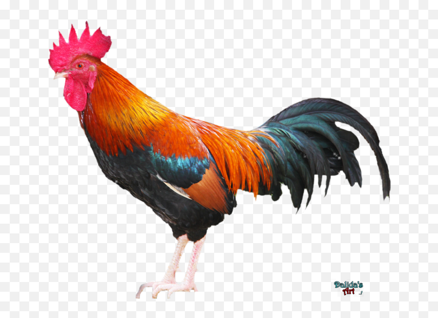 Rooster Png 2 Image - Rooster,Rooster Png