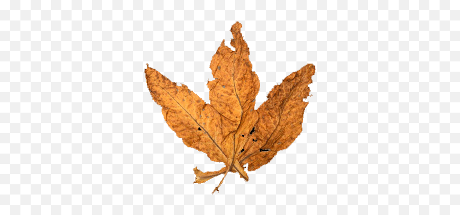 Leaf Used - Plant Pathology Png,Tobacco Leaf Png