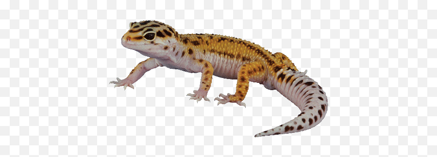 Leopard Gecko - Leopard Gecko Transparent Background Png,Leopard Gecko Png