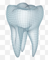 Download Hd Pharmaceutical And Dental Wax - Molar Teeth Transparent Tooth png