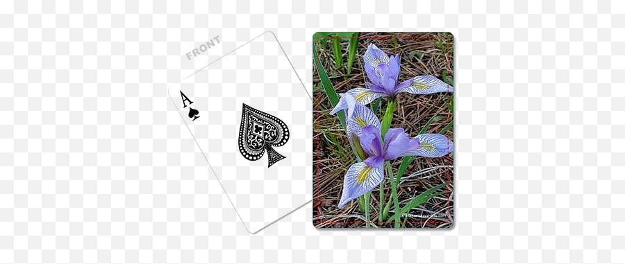 Puzzles U0026 Cards Third Quarter Nomads - Algerian Iris Png,Playing Card Icon