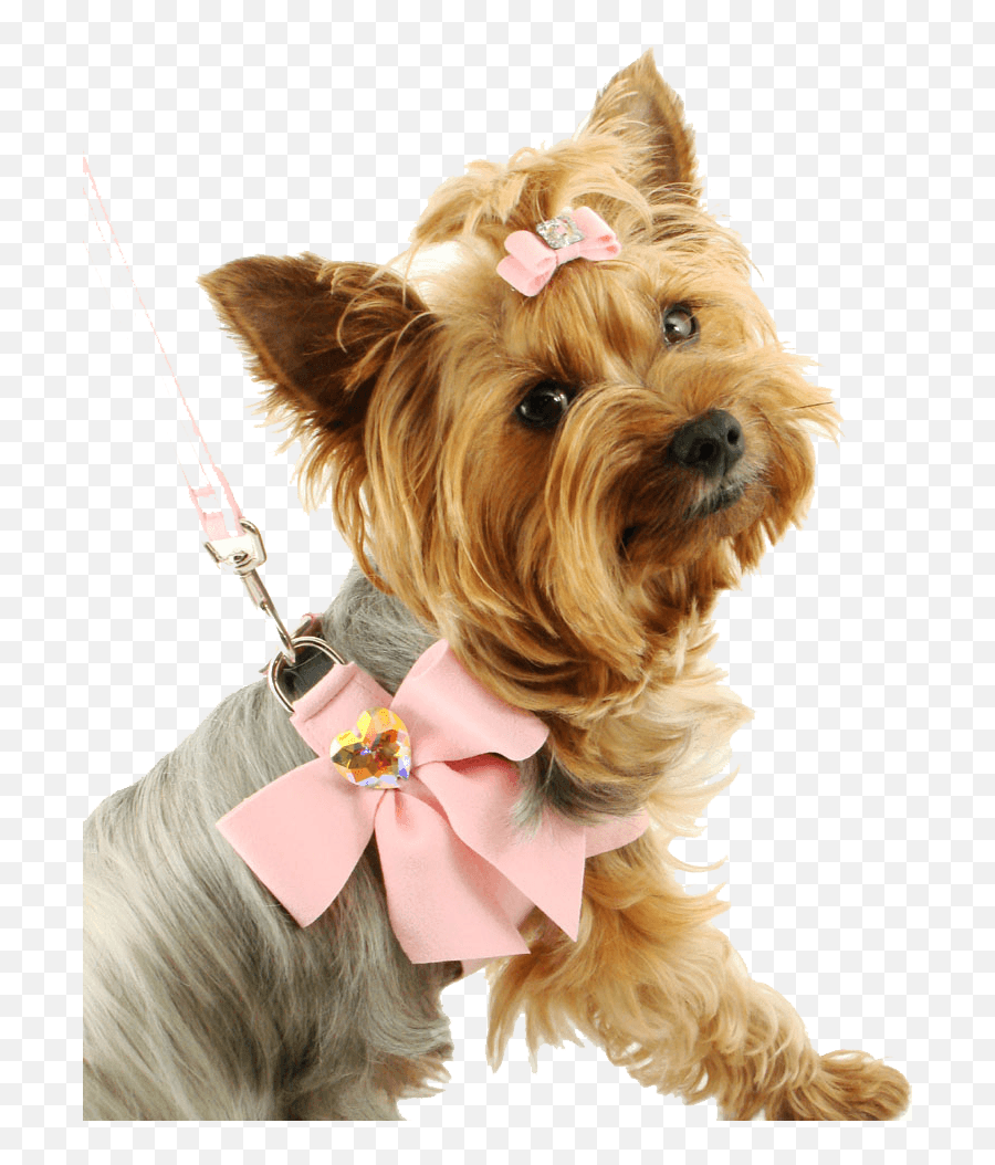 Dog Png Image Picture Download Dogs - Little Dog Png,Dogs Png