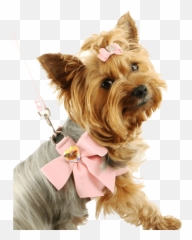 Dog Png Image Picture Download Dogs - Little