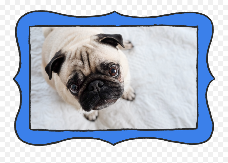 All About Your Pugu0027s Wrinkles - Moopers Pug Png,Pug Icon