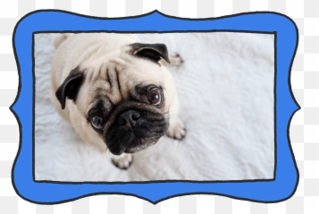 All About Your Pugu0027s Wrinkles - Moopers Pug png