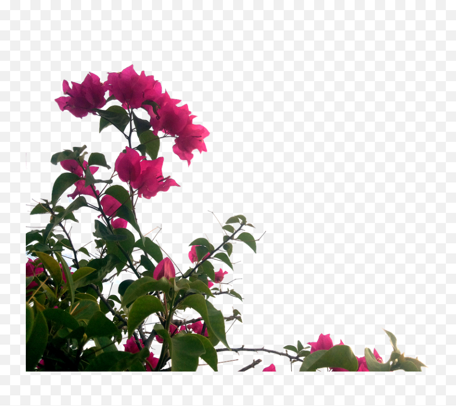 Free Bougainvillea Flowers - Buganvillas Png,Flower Transparents
