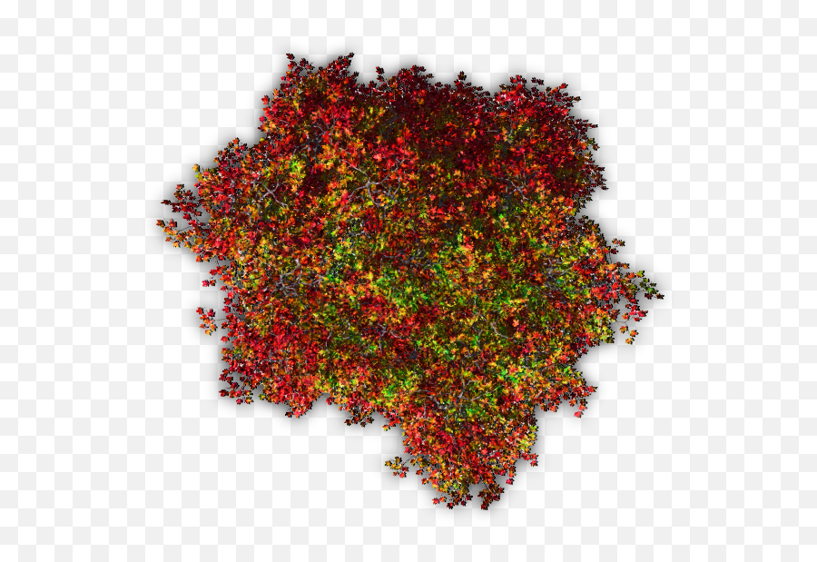 Trees Tree Blossoms Nature Red Autumn - Shrub Png Top View,Tree Top View Png