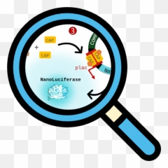Teamgrenoble - AlpesDescription 2019igemorg Magnifying Png