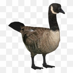 Download Goose Clipart Transparent - Canada Goose Png,Goose Transparent