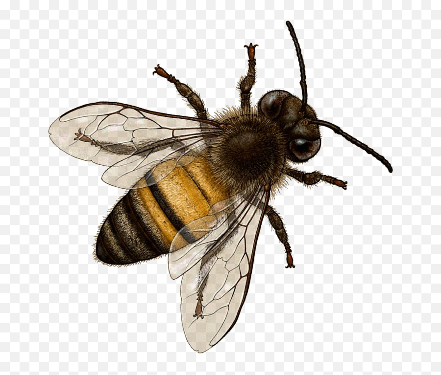 Png Image With Transparent Background - Transparent Background Bee Png,Bee Transparent Background