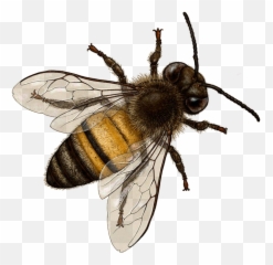 Png Image With Transparent Background - Bee