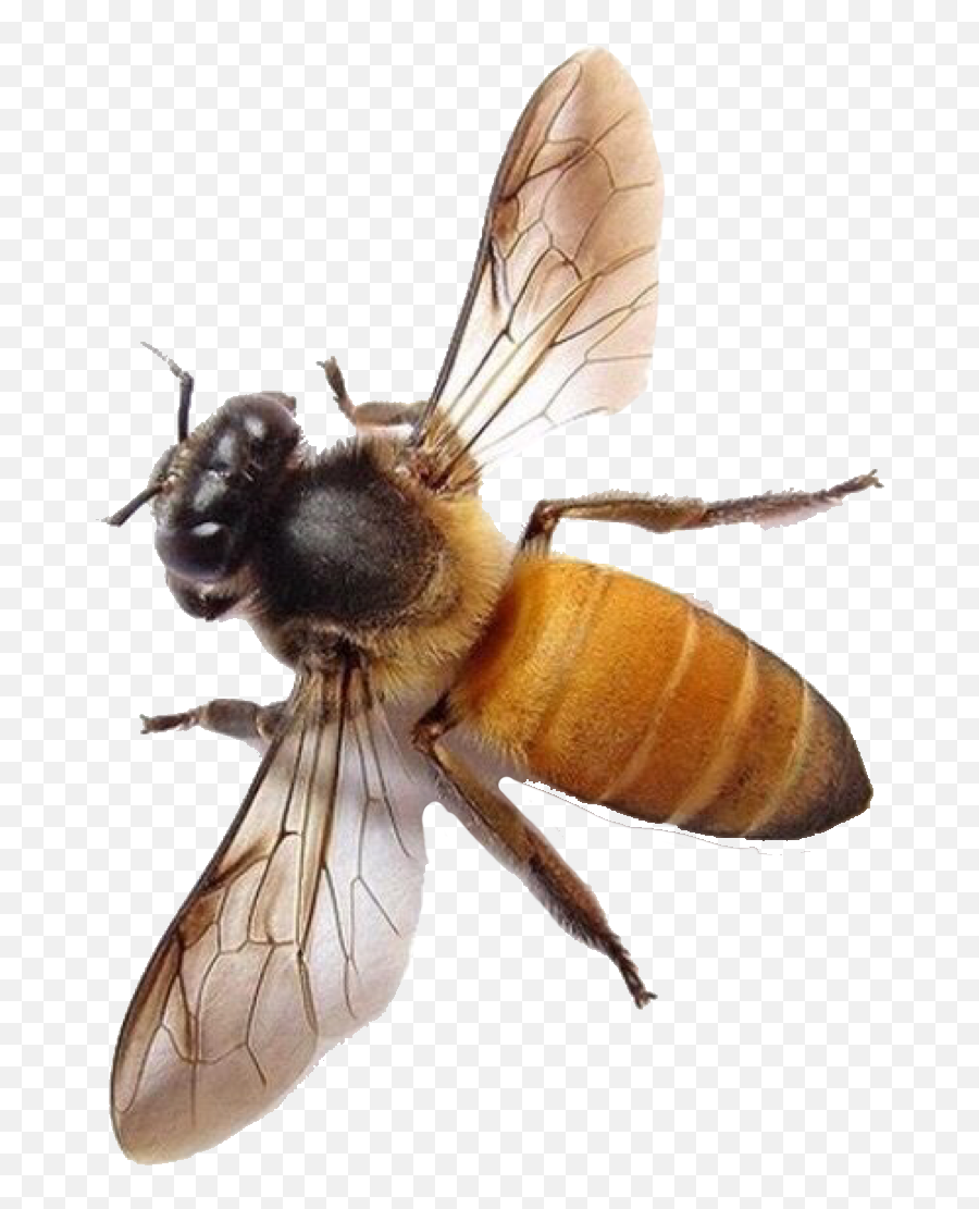 Pin - Honey Bee Transparent Background Png,Bees Png