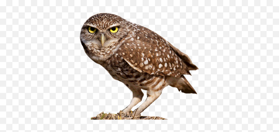 Download Hd Owl - Burrowing Owl Transparent Png Image Burrowing Owl Transparent Background,Owls Png