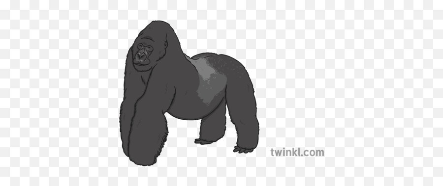 Mountain Gorilla Illustration - Twinkl Twinkl Gorilla Png,Gorilla Png
