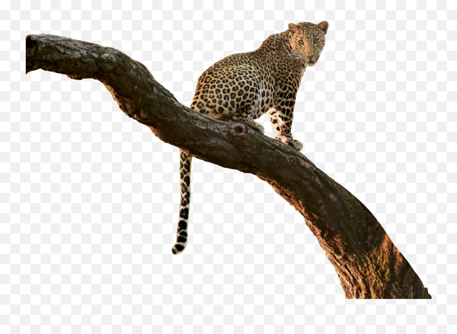 Download Leopard Cutout Tree Branch Jungle Overlay - Jungle Tree Branch Png,African Tree Png