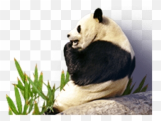 3 Best Tinypng Alternatives - Before And After Image Compression,Tiny Png