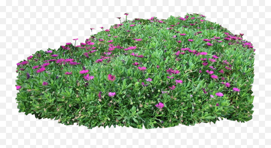 Purple Flower Bush Png Transparent - Purple Flowers Bush Png,Flower Bush Png