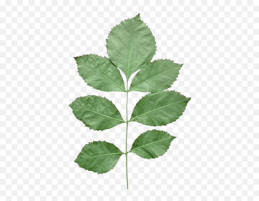 Index Of Sushilmodels381381materialtextures - Unity Tree Leaf Texture Png,Aureola Png