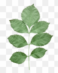 Index Of Sushilmodels381381materialtextures - Unity Tree Leaf Texture Png,Aureola Png