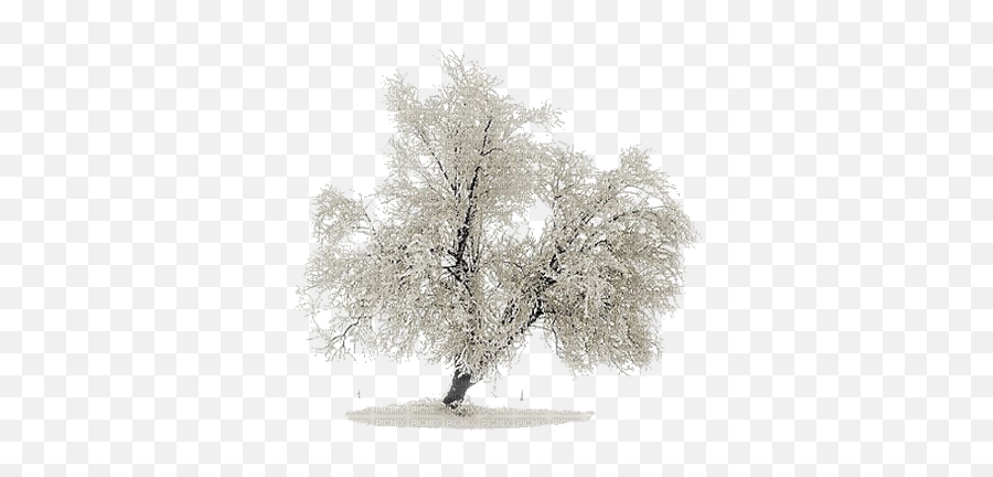 Download Hd Snow Tree Png
