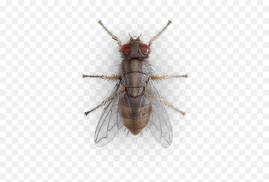 Common Flies - Mosca Besouro Png,Flies Png