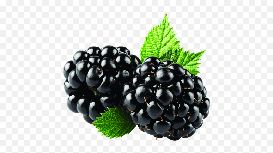 Blackberries Duo Transparent Png - Blackberry Fruit Png,Blackberries Png