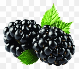 Blackberries Duo Transparent Png - Blackberry Fruit Png,Blackberries Png