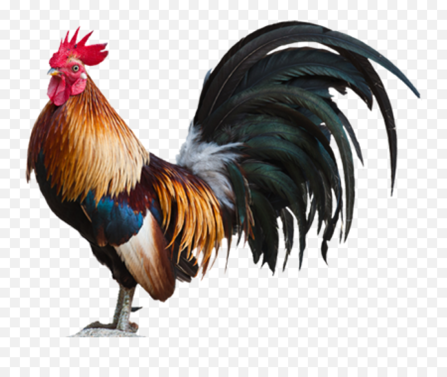 Fighting Rooster Png 1 Image - Rooster Png,Rooster Png