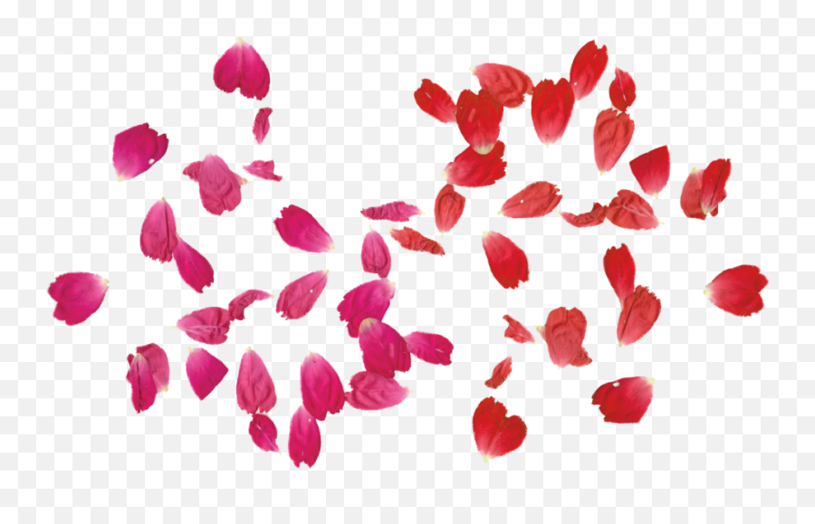 Flower Leaves Png U0026 Free Leavespng Transparent - Rose Flower Leaves Png,Falling Rose Petals Png