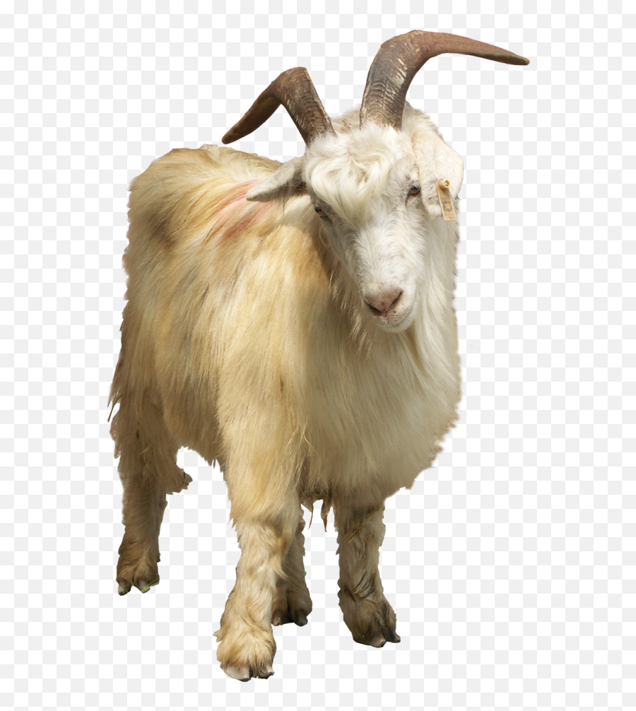 Download 15 Goat Horn Png For Free - Cabra Animal Png,Goat Horns Png