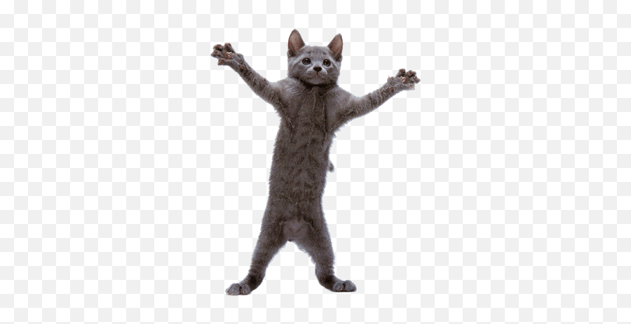 Dancing Cat Funny Videos Crazy Cats - Funny Animal Gifs Cats Png,Dancing Cat Gif Transparent