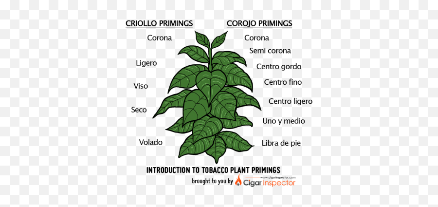 Tobacco Plant Primings - Tobacco Plant Cartoon Png,Tobacco Leaf Png