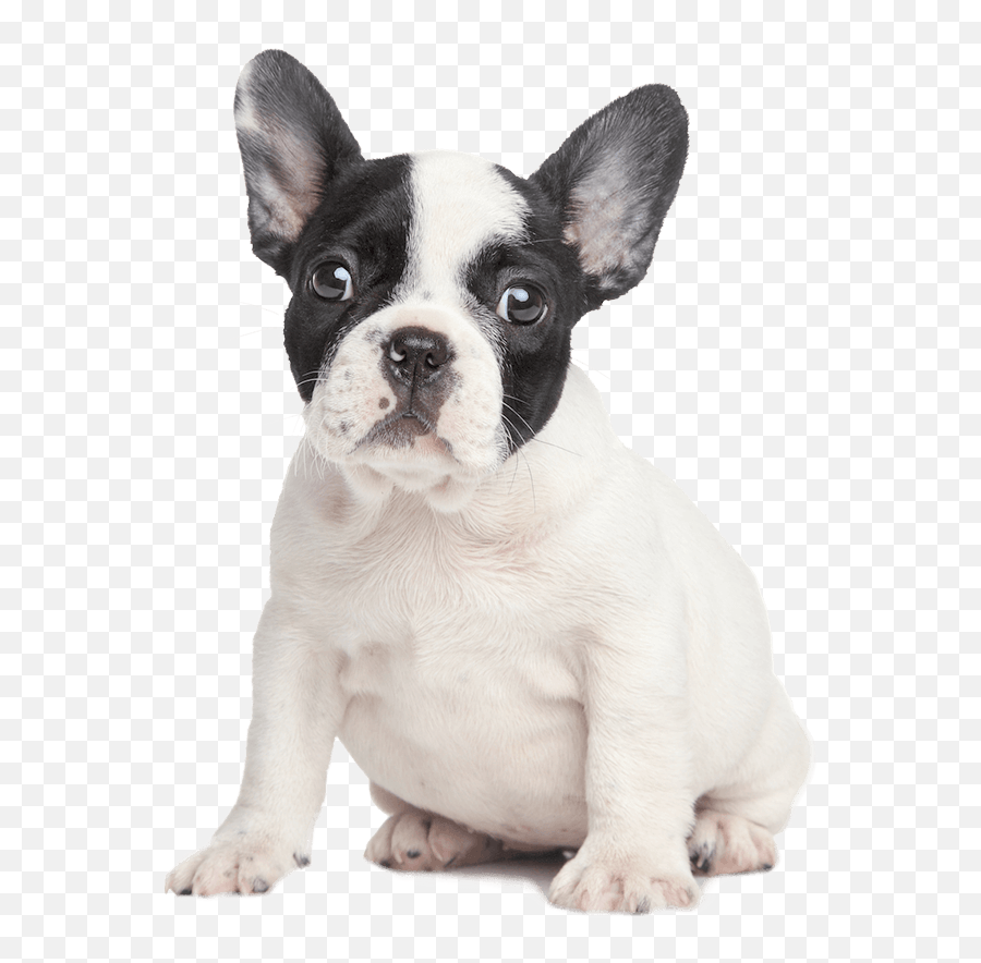 Pawsome News - Easipetcare French Bulldog White Background Png,Dog Sitting Png