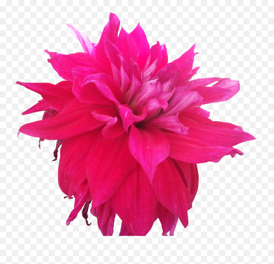 Pink Flowers Tumblr Hd Images 3 Wallpapers - Hot Pink Hot Pink Flower Png,Transparent Pink Flowers