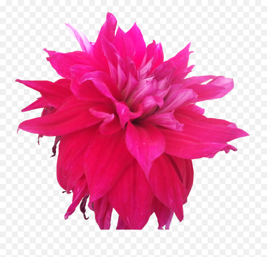 Pink Flowers Tumblr Hd Images 3 Wallpapers Hot Pink Hot Pink Flower Png Transparent Pink Flowers Free Transparent Png Images Pngaaa Com