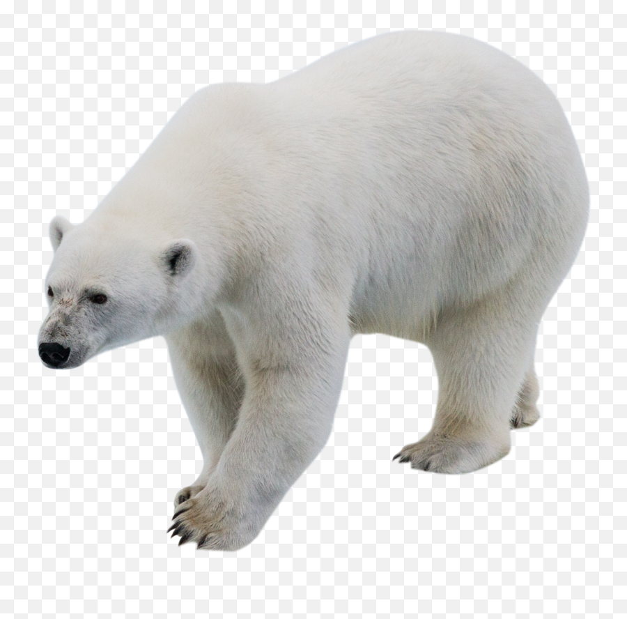White Polar Bear Png