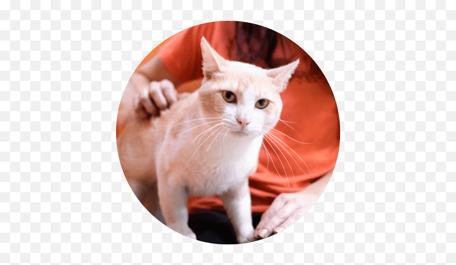 American Pets Alive Helping Communities Save More Lives - Domestic Cat Png,Platinum Cats Vs Dogs Icon