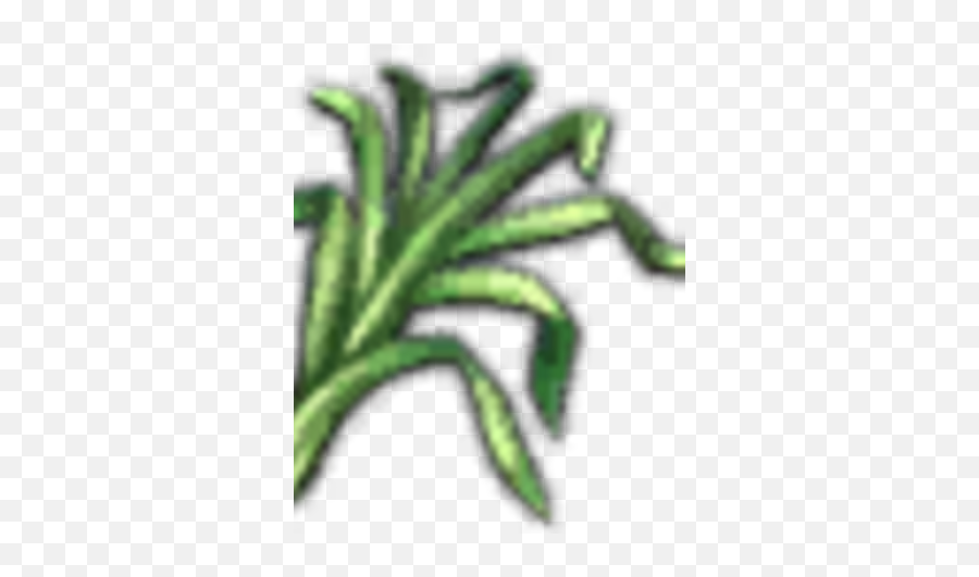 Celandine Witcher Wiki Fandom - Natural Foods Png,Witcher Icon Png