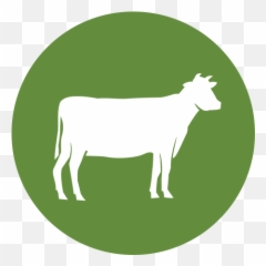 Icon - beef raising standards2x Hormel Foodservice Cow png