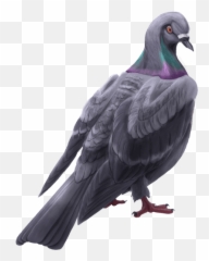 Surrender - Domestic Pigeon png