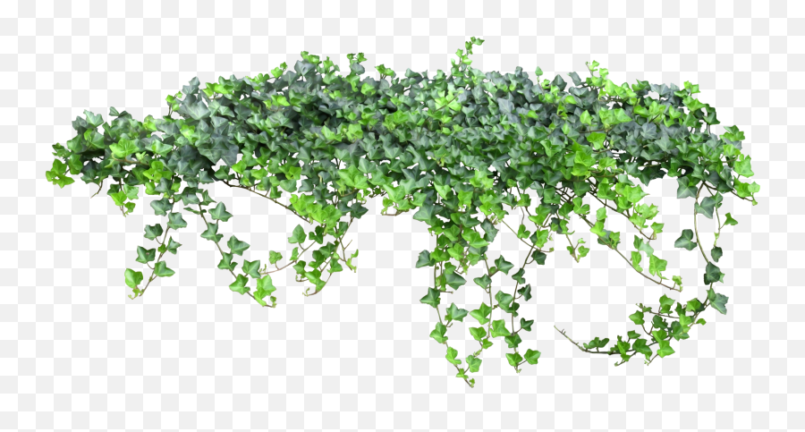 Download Tale Fairy Vine Ivy Texture - Transparent Background Ivy Png,Ivy Png