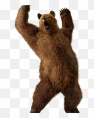 Scary Bear - Transparent Png