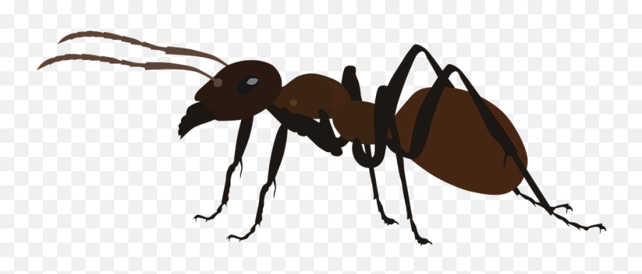 Ant Insect Bug - Free Vector Graphic On Pixabay Semut Vektor Png,Antd Icon