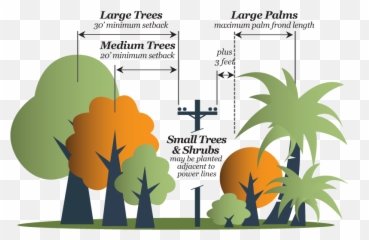 Planning Designworks Urban Forestry Place - Illustration Png,Tree Canopy Png