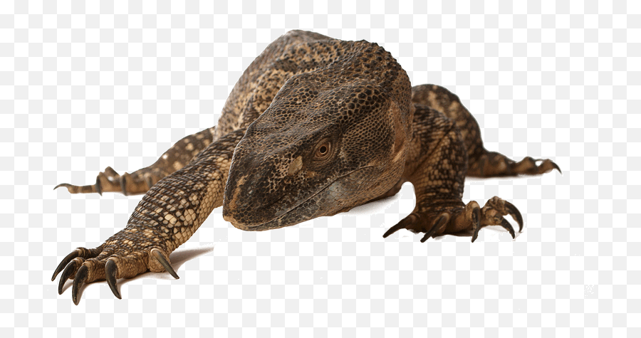 Reptiles Png 1 Image - Komodo Dragon,Reptiles Png