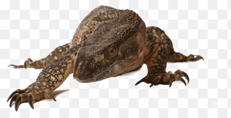 Reptiles Png 1 Image - Komodo Dragon,Reptiles Png