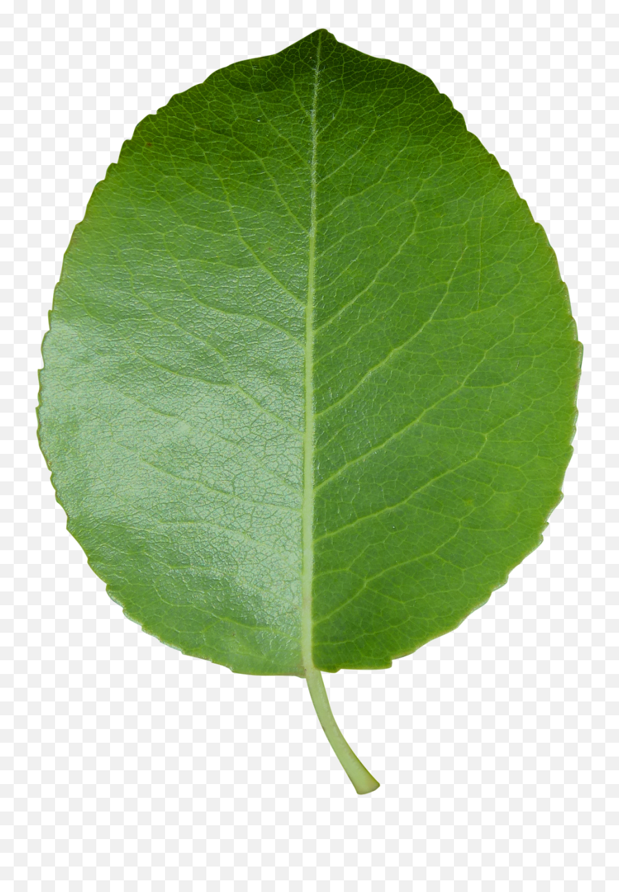 Leaf Cut Sheet Transparent - Green Leaf Transparent Background Png,Green Transparent Background