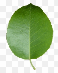 Leaf Cut Sheet Transparent - Green Background png